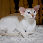 Покахонтас, 8 мес