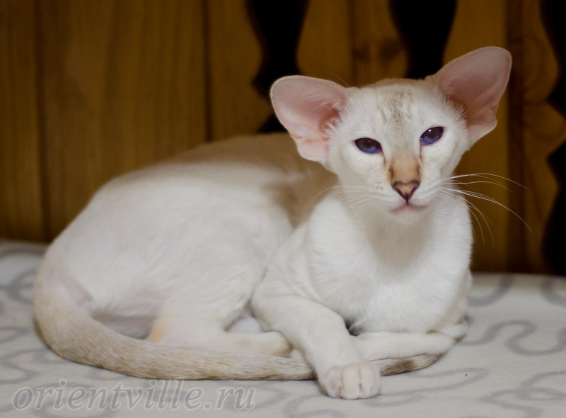 Покахонтас, 8 мес