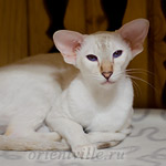 Покахонтас, 8 мес