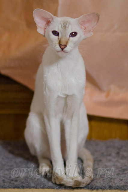 Покахонтас, 8 мес