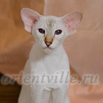 Покахонтас, 8 мес