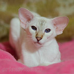 Покахонтас, 10 мес