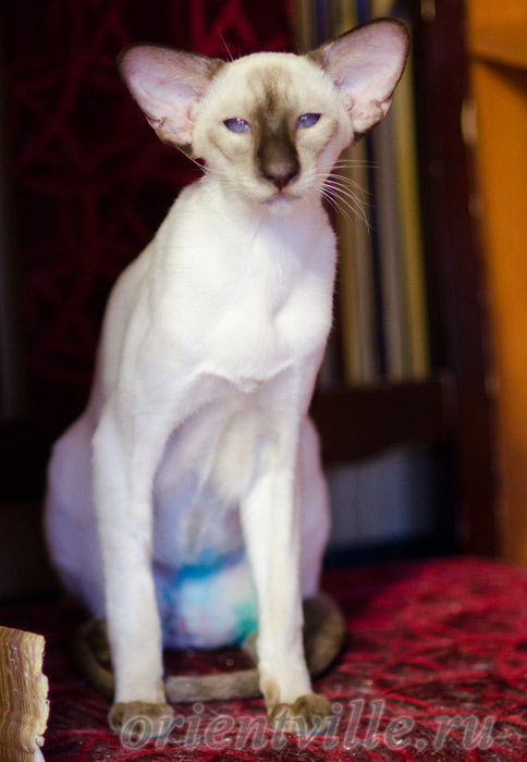 Праймус, 11 мес