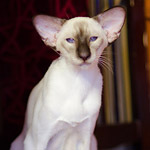 Праймус, 11 мес