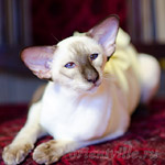 Праймус, 11 мес