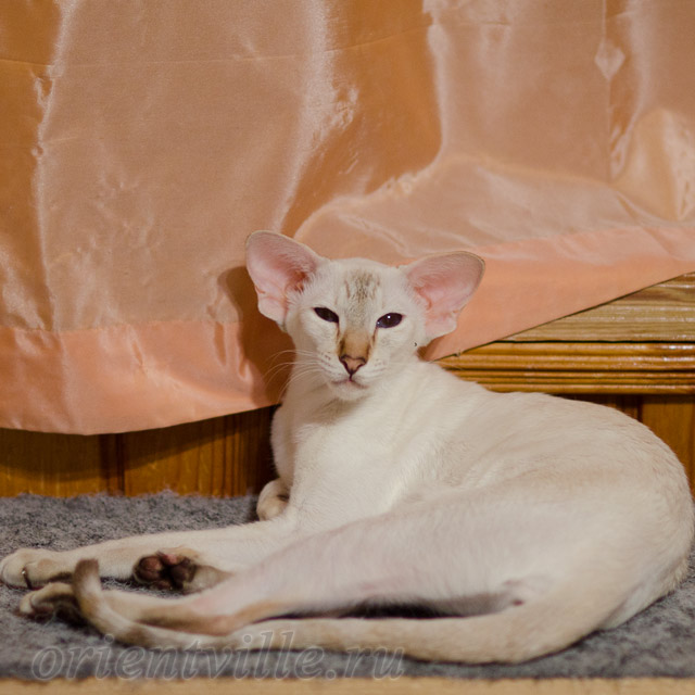 Покахонтас, 11 мес