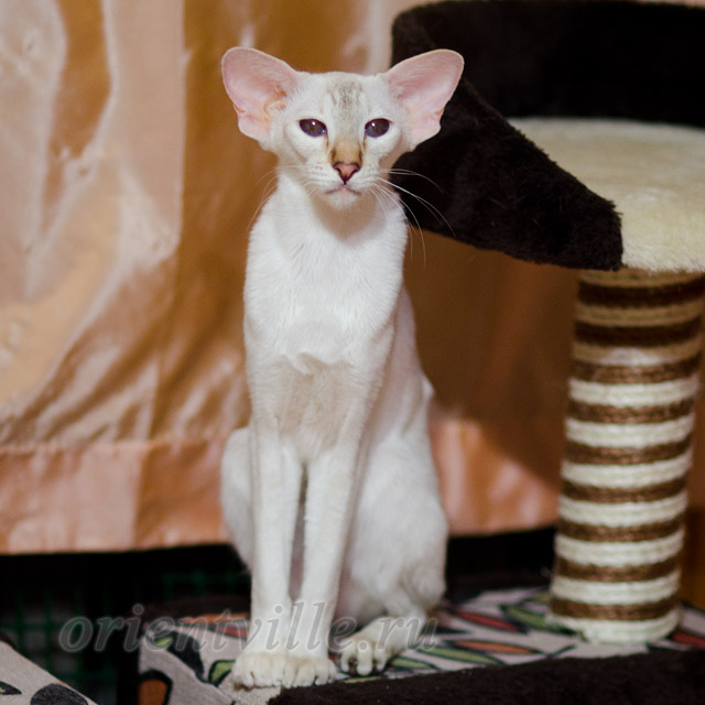 Покахонтас, 11 мес