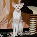 Покахонтас, 11 мес