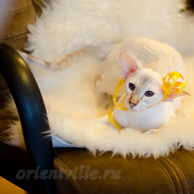 Покахонтас, 1 год