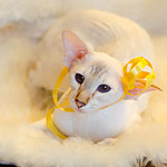 Покахонтас, 1 год