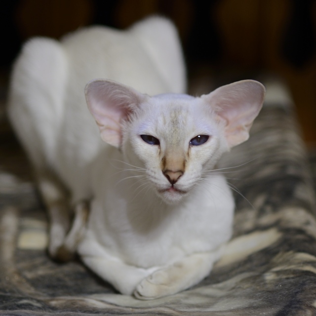 Покахонтас, 1 год