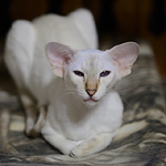 Покахонтас, 1 год