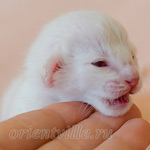 Покахонтас, 5 дней