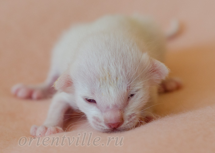 Покахонтас, 5 дней