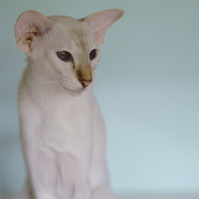 Покахонтас, 1 год