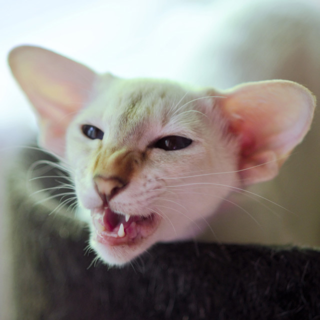 Покахонтас, 1 год