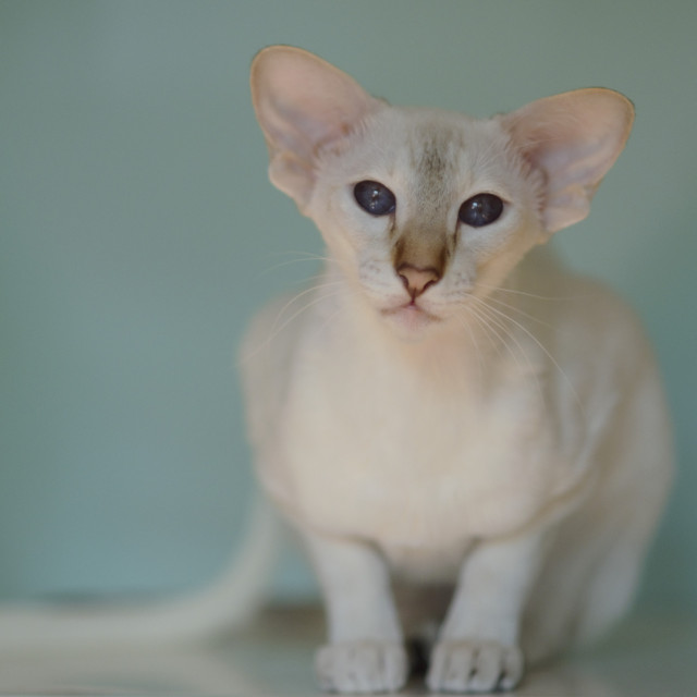 Покахонтас, 1 год