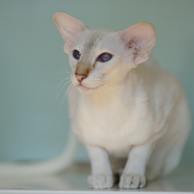 Покахонтас, 1 год