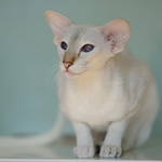 Покахонтас, 1 год