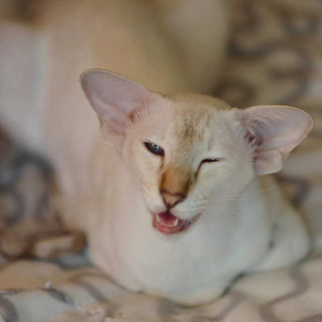 Покахонтас, 1 год