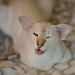 Покахонтас, 1 год