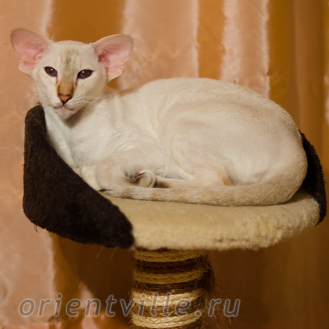 Покахонтас, 1 год