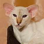 Покахонтас, 1 год