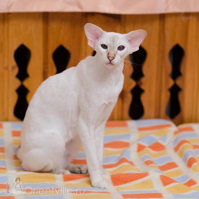 Покахонтас, 1.5 года