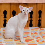 Покахонтас, 1.5 года