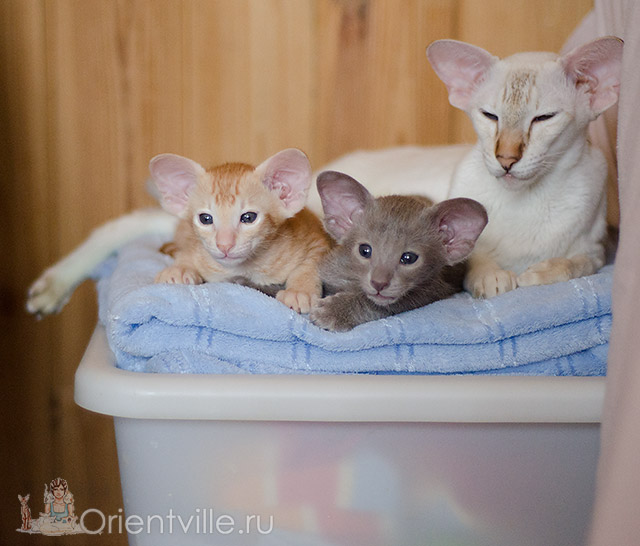 Покахонтас, 2.5 года