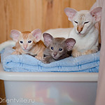 Покахонтас, 2.5 года