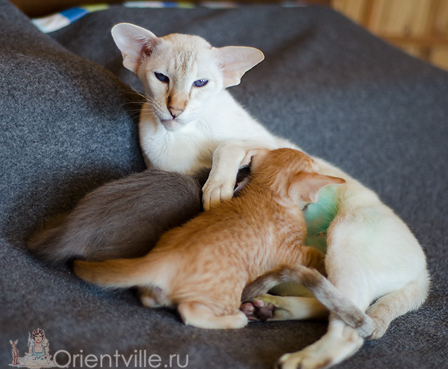 Покахонтас, 2.5 года