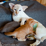 Покахонтас, 2.5 года