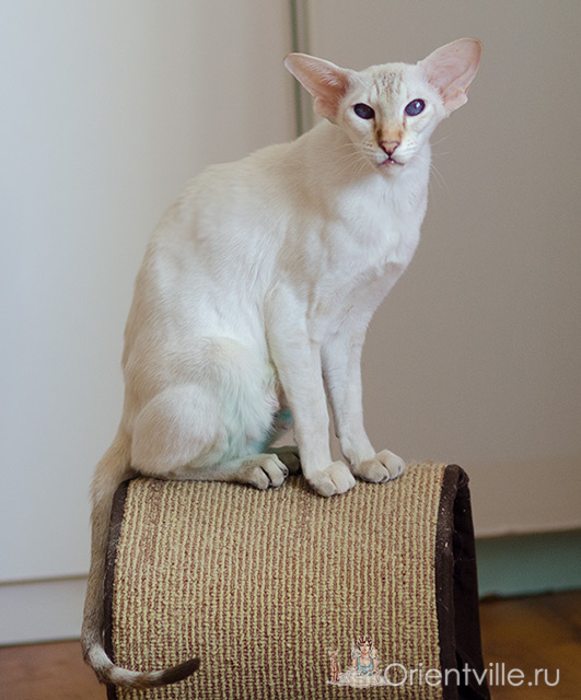 Покахонтас, 2.5 года