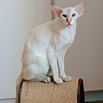 Покахонтас, 2.5 года