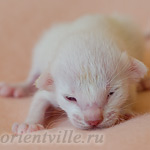 Покахонтас, 5 дней