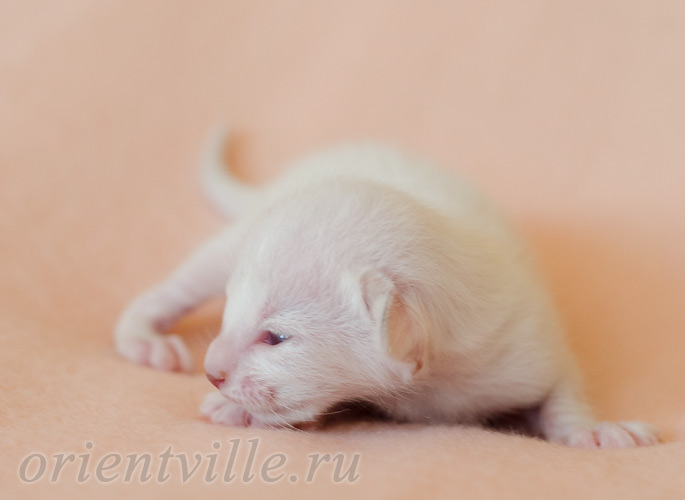 Праймус, 5 дней