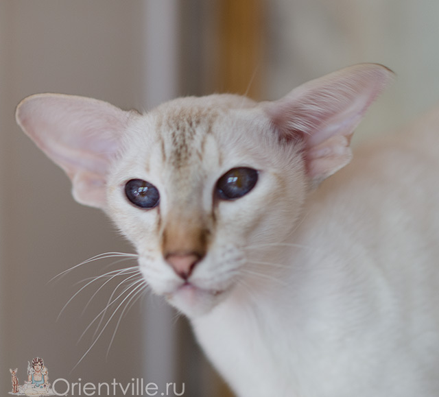 Покахонтас, 3 года