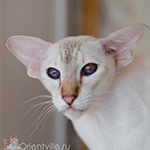 Orientville's Pocahontas (SIA h 21)