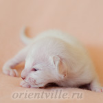 Праймус, 5 дней