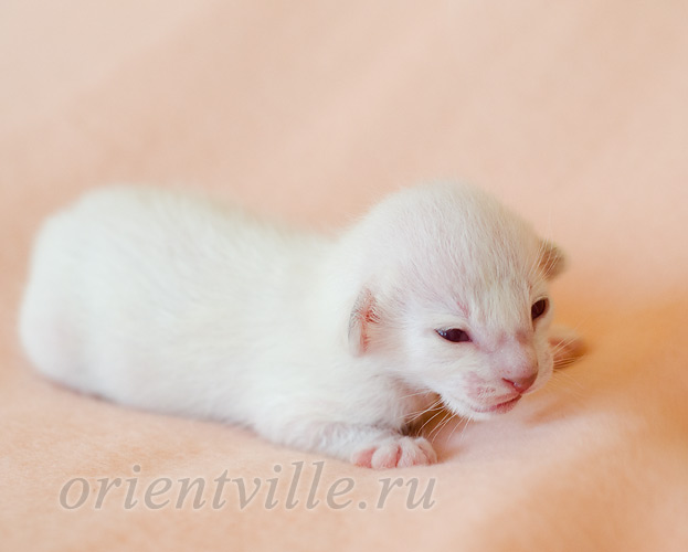 Праймус, 5 дней