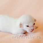 Праймус, 5 дней