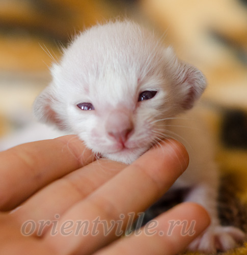 Праймус, 8 дней