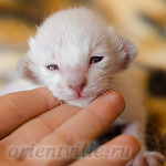 Праймус, 8 дней