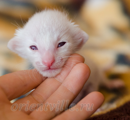 Пиноккио, 8 дней