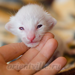 Пиноккио, 8 дней