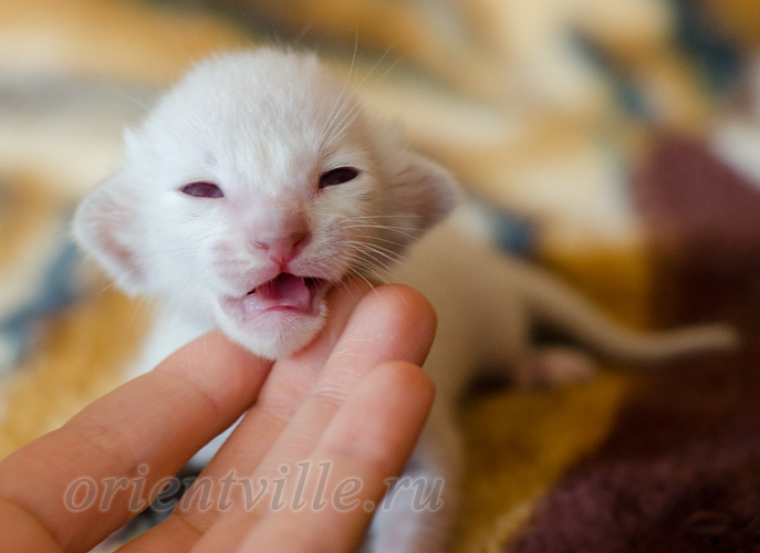 Пасспарту, 8 дней