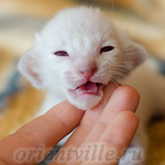 Пасспарту, 8 дней