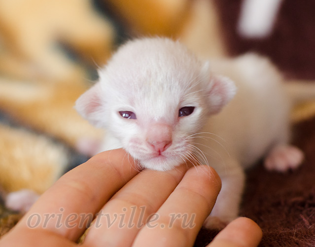 Покахонтас, 8 дней