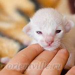 Покахонтас, 8 дней